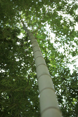 Fototapeta premium The image of beautiful nature