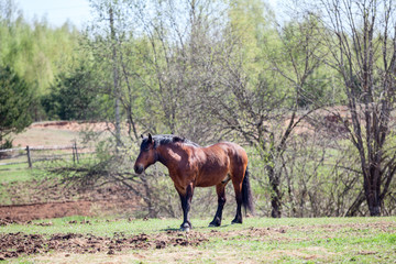 One brown horse standing on rural meadow