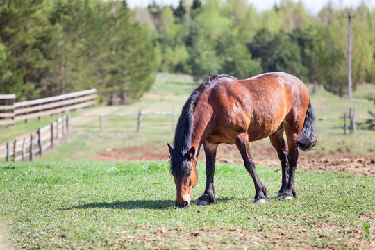Beauty brown horse grazing on pasture in village
