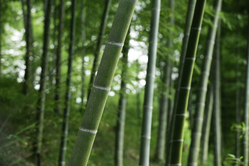 The image of beautiful nature