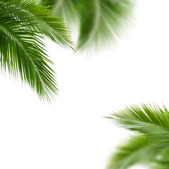 Naklejka premium leaves of coconut tree isolated on white background