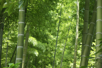 Fototapeta premium The image of beautiful nature