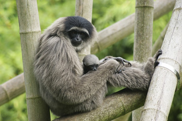 Female silvery gibbon with cub