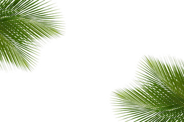 leaves of coconut tree isolated on white background