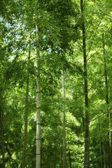 Obraz premium The image of beautiful nature