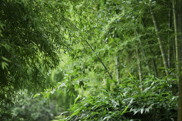 Fototapeta premium The image of beautiful nature