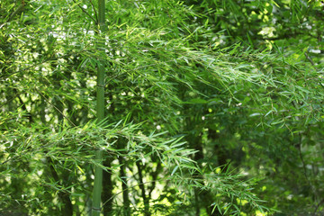 The image of beautiful nature