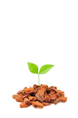 茶色い土と緑の新芽