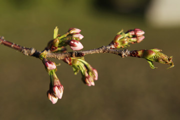 The image of beautiful nature