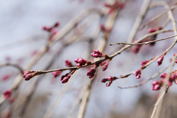 The image of beautiful nature