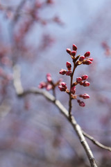 The image of beautiful nature
