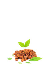 茶色い土と緑の新芽