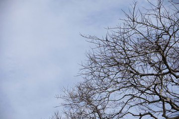 The image of beautiful nature