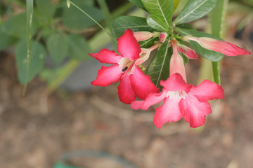 azalea in the garden