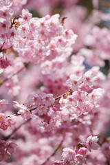 The image of beautiful nature