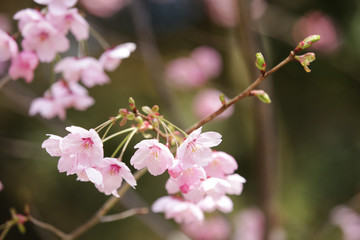 The image of beautiful nature