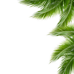 Fototapeta na wymiar leaves of coconut tree isolated on white background