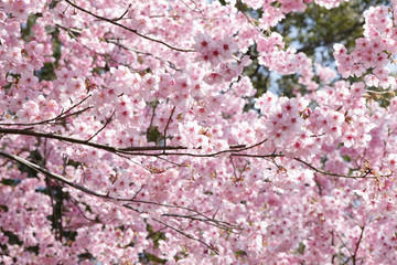 Fototapeta premium The image of beautiful nature