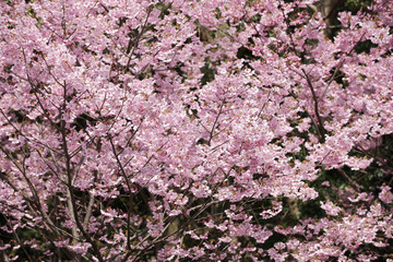 The image of beautiful nature