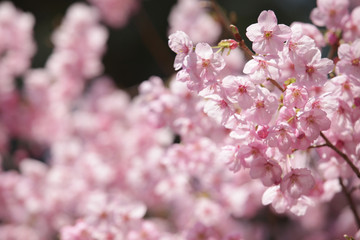 The image of beautiful nature