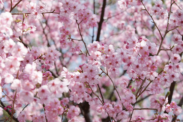 The image of beautiful nature