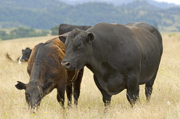 Fototapeta premium Angus Cross