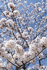 The image of beautiful nature