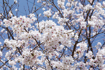 The image of beautiful nature