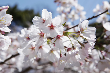 The image of beautiful nature