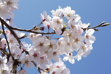 The image of beautiful nature