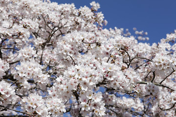 The image of beautiful nature