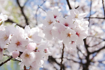 The image of beautiful nature