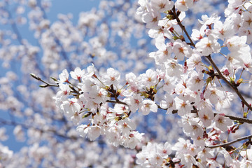 The image of beautiful nature