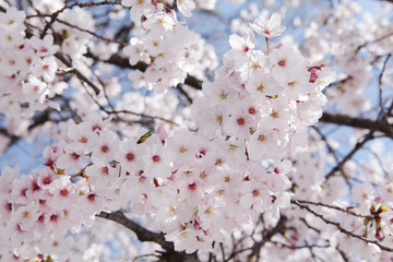 The image of beautiful nature