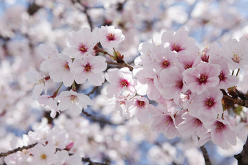 The image of beautiful nature