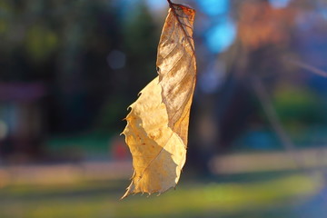 faded dead leaf
