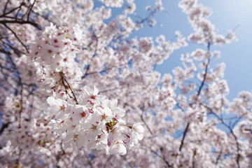 The image of beautiful nature