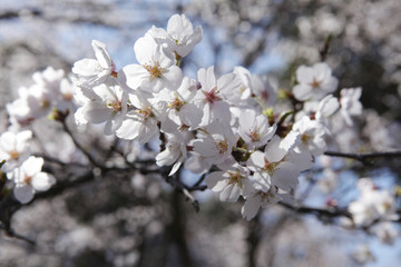 The image of beautiful nature