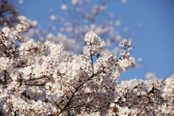 The image of beautiful nature