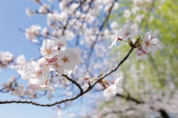 Obraz premium The image of beautiful nature