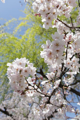 The image of beautiful nature