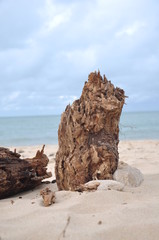 bois mort sur la plage de l ile d oleron 