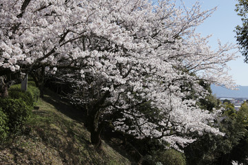 The image of beautiful nature