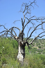 Lonely withered tree standing in the middle of the hill