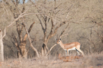 Naklejka premium small chinkara gazelle in the national park ranthambore