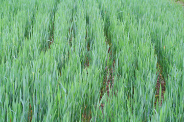 erbaio_ coltivazione