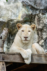 Obraz na płótnie Canvas white lion