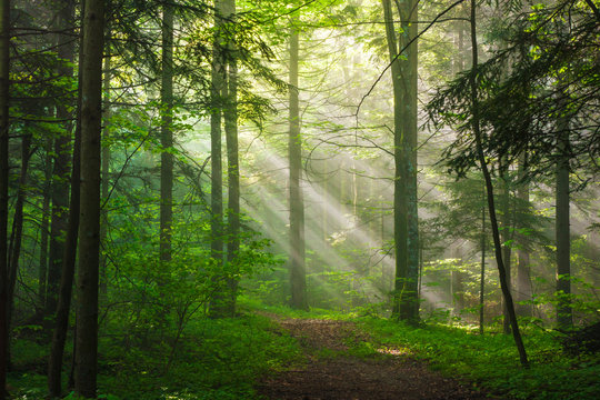 Fototapeta Morning Sunlight