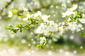 Beautiful fruit blossom outdoors
