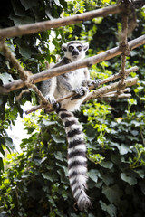 Lemur.
